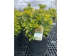 Golden Euonymus 5 Gal